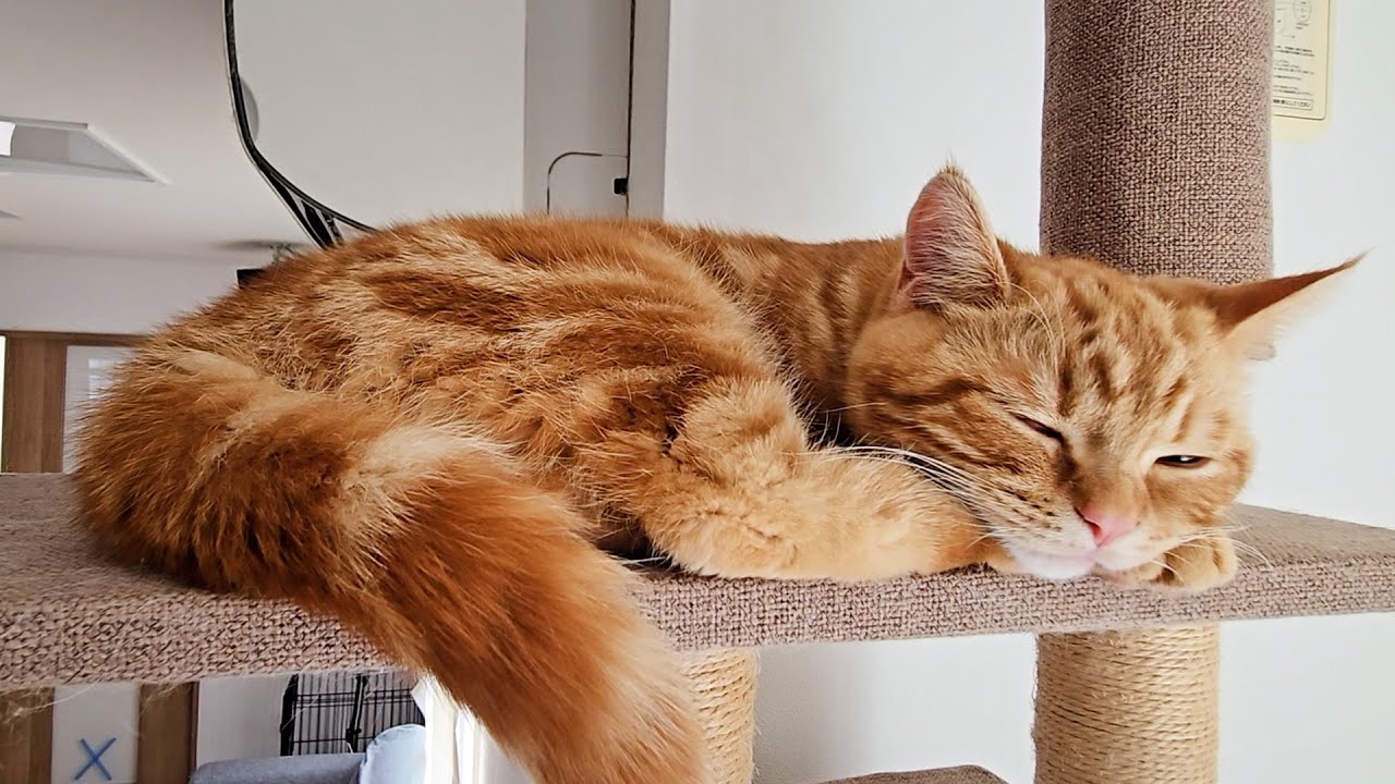 早朝に子猫が嘔吐してぐったりしてました...