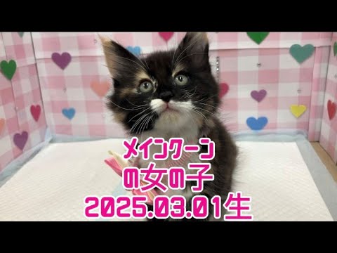 ペットプラザ広島祇園店　メインクーン　2503232