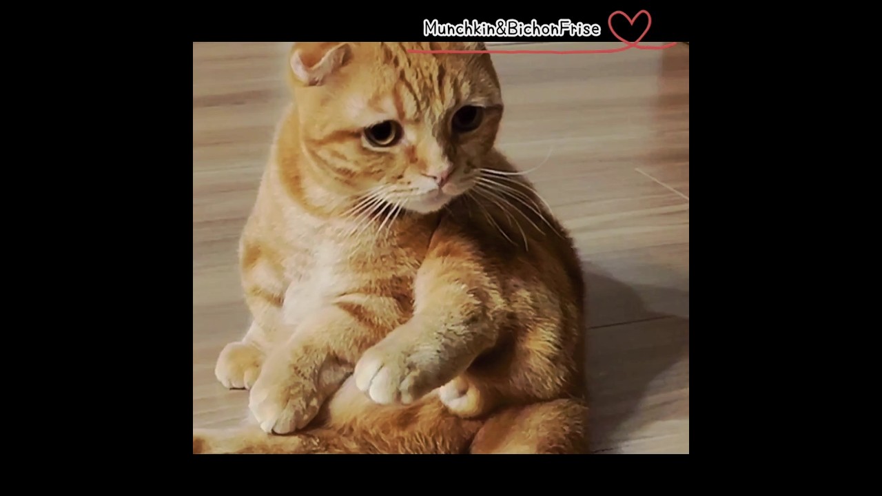 【マンチカン】いろんな表情の短足猫が可愛い 【犬と猫、両方飼ってると毎日かわいい♥】