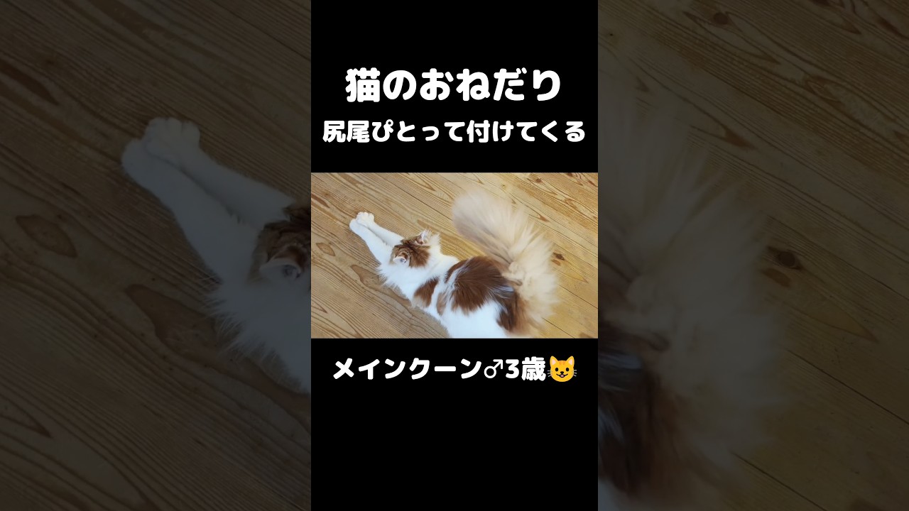 これだから猫飼いはやめられん😊 #猫のいる暮らし #猫 #メインクーン