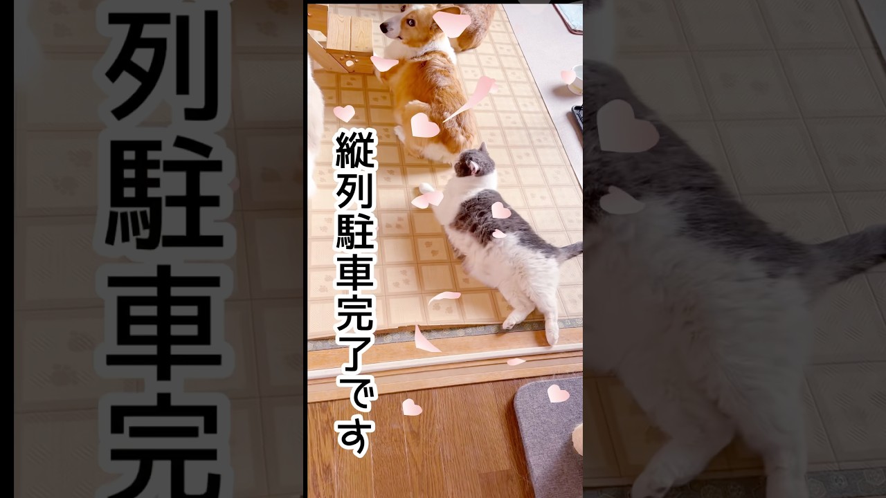 【犬と猫の縦列駐車】#猫#犬#コーギー#スコティッシュフォールド #犬猫多頭飼い #shorts