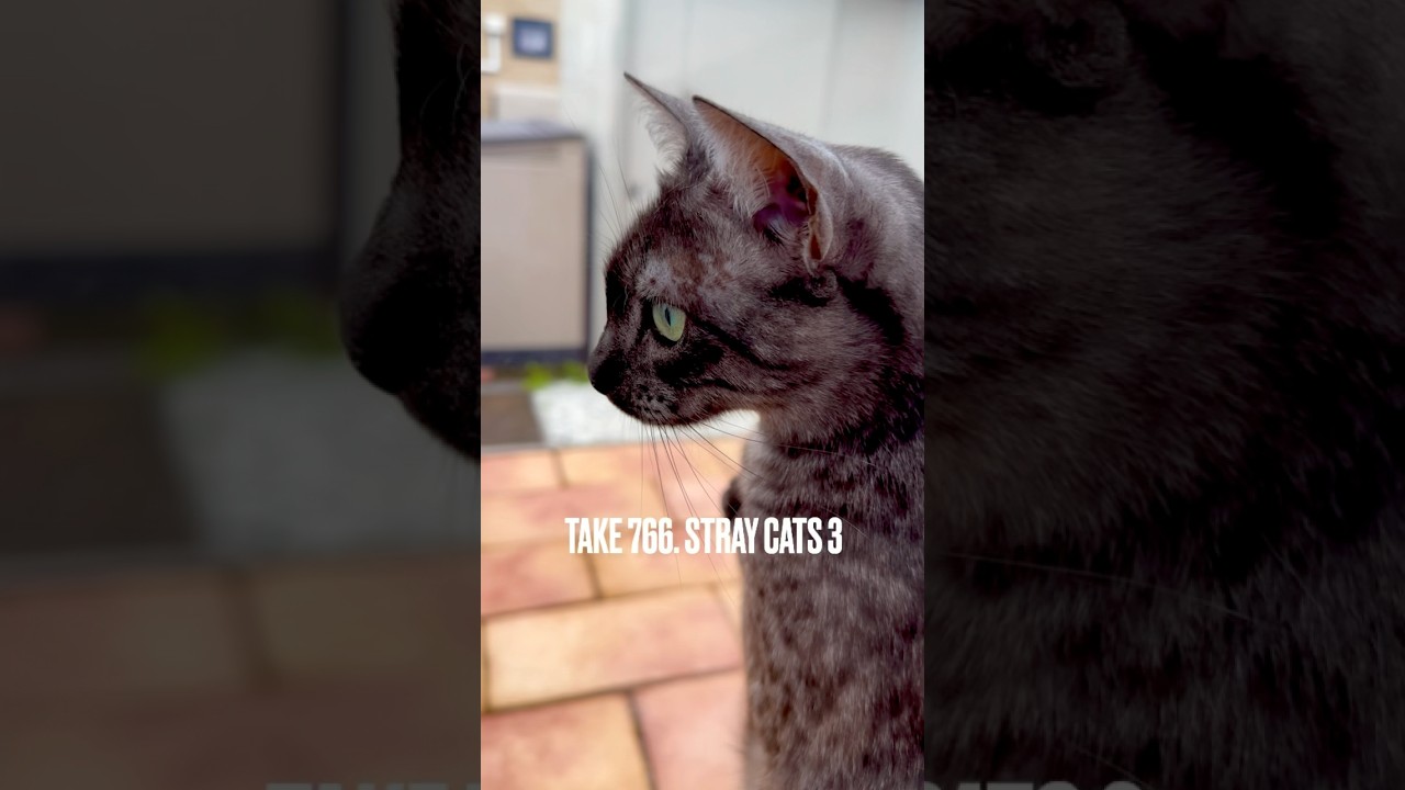 初めて見る #野良猫 ちゃんに興奮したにゃ❗️#猫のしっぽ#egyptianmaucat #窓辺の猫 #庭に来る猫 #エジプシャンマウ #エジプシャンマウの仲間たち #shorts