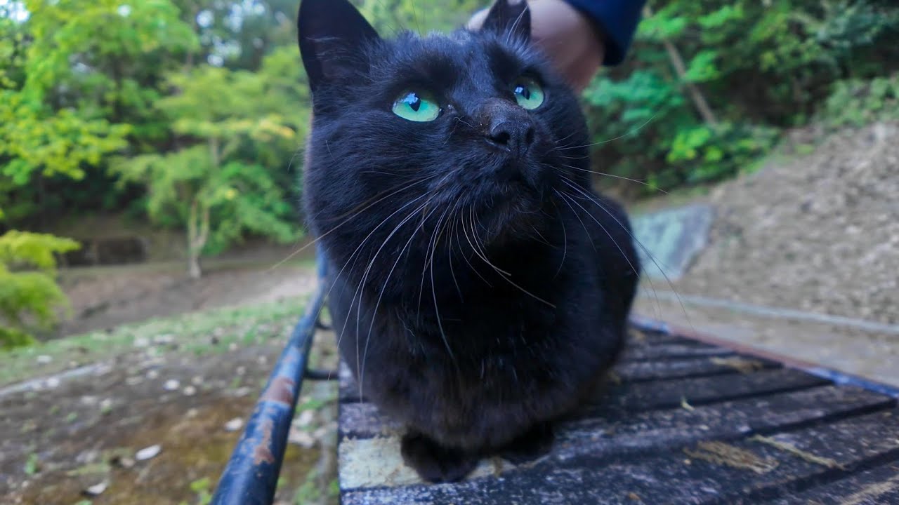 山奥の休憩所にいる黒猫ちゃんはここで休む人を癒やしてくれます