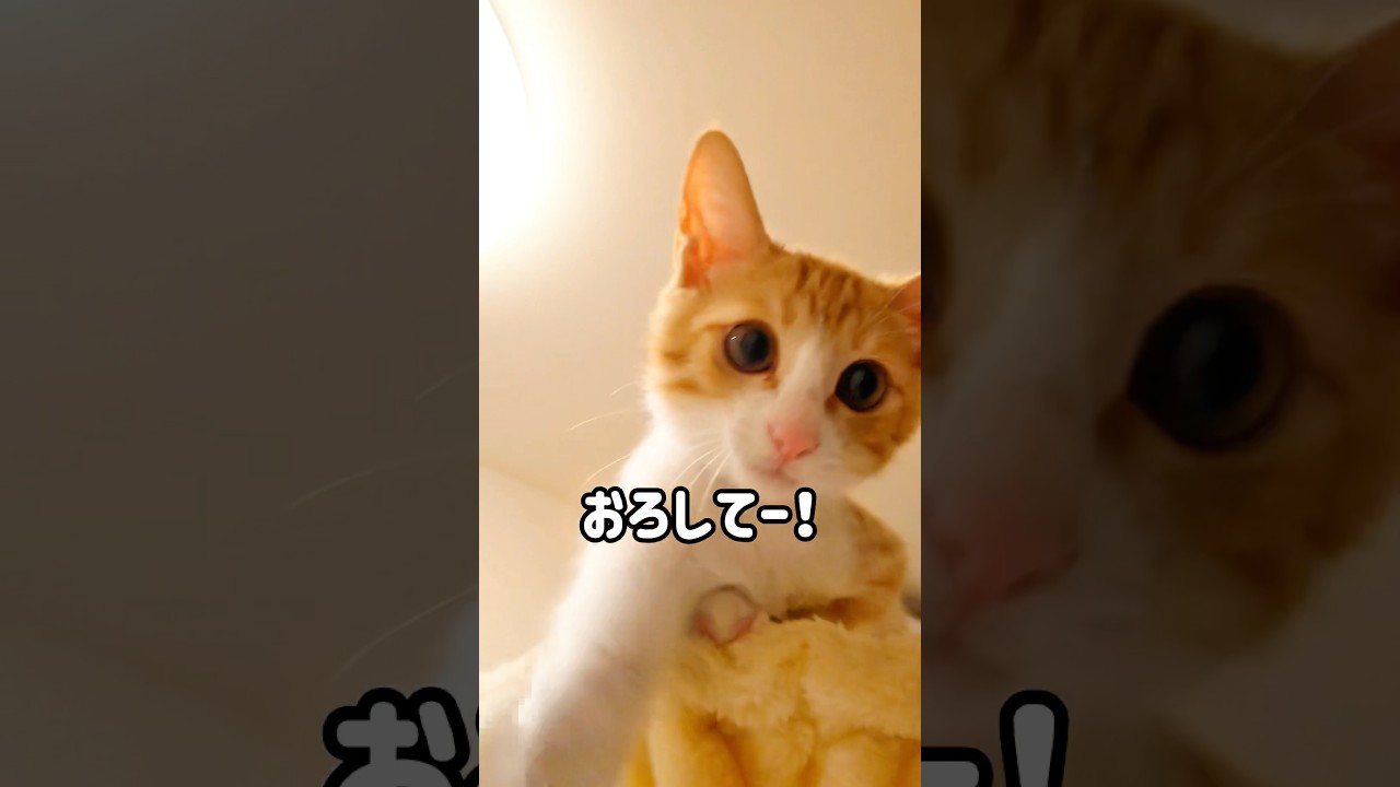下におろしてー！とお願いする可愛い子猫#ねこ #猫 #子猫 #茶白猫 #保護猫 #茶トラ白 #cutecat #Kitty #cat #猫好きさんと繋がりたい