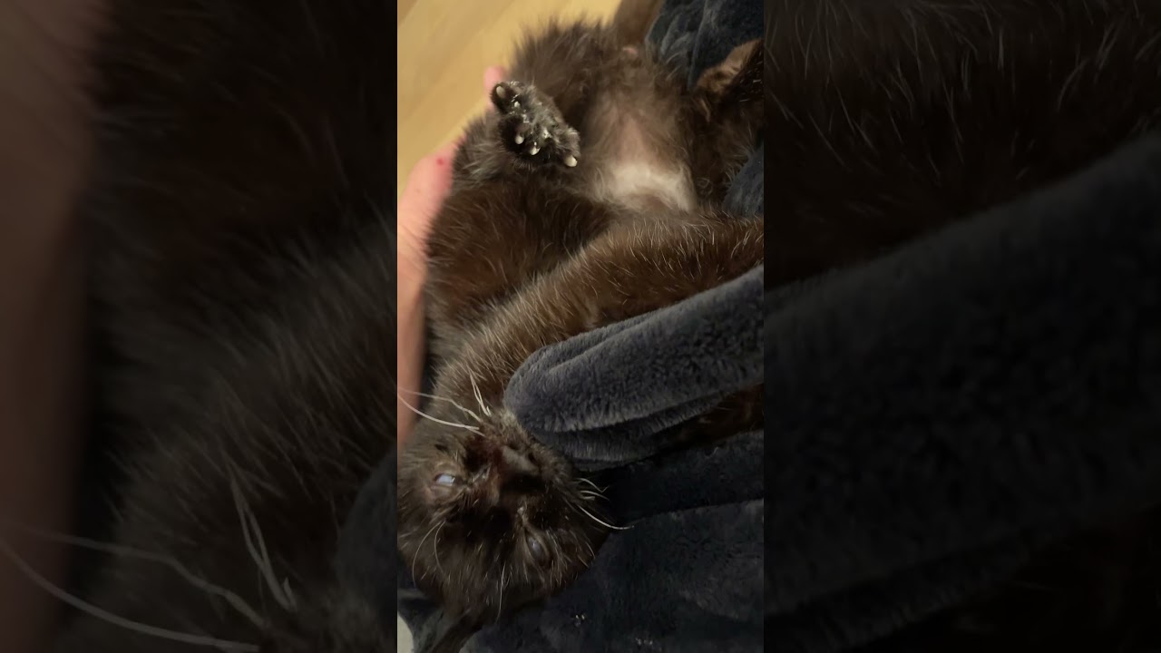 花梨あむあむ #ねこ #ボンベイ