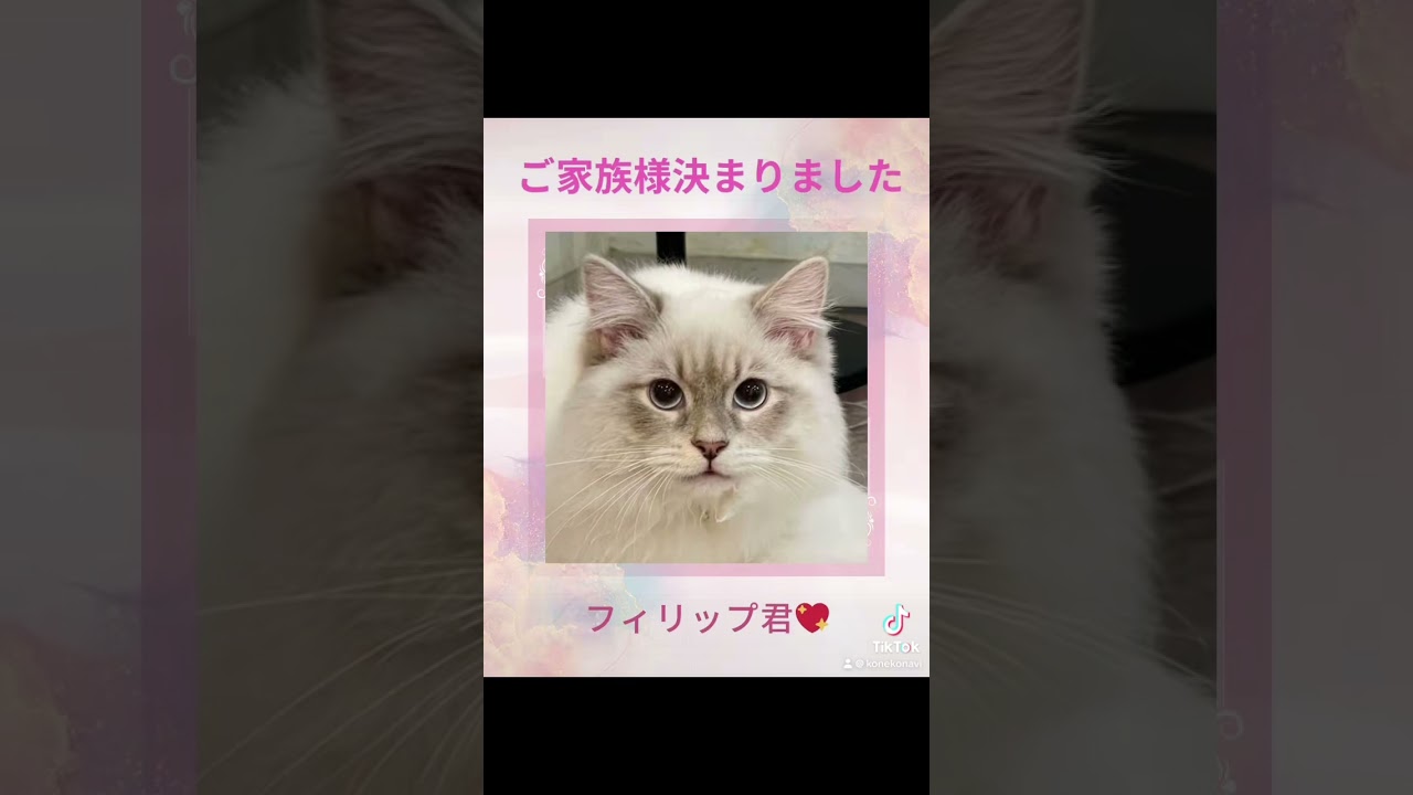#サイベリアン の#子猫 のフィリップ君😻ご家族様決まりました💕ロイヤル・キャッツのこだわり！子猫には40種類の遺伝子疾患に対して5年間の健康保障❣️抱っこができる子猫なら当店からお迎え下さい💖