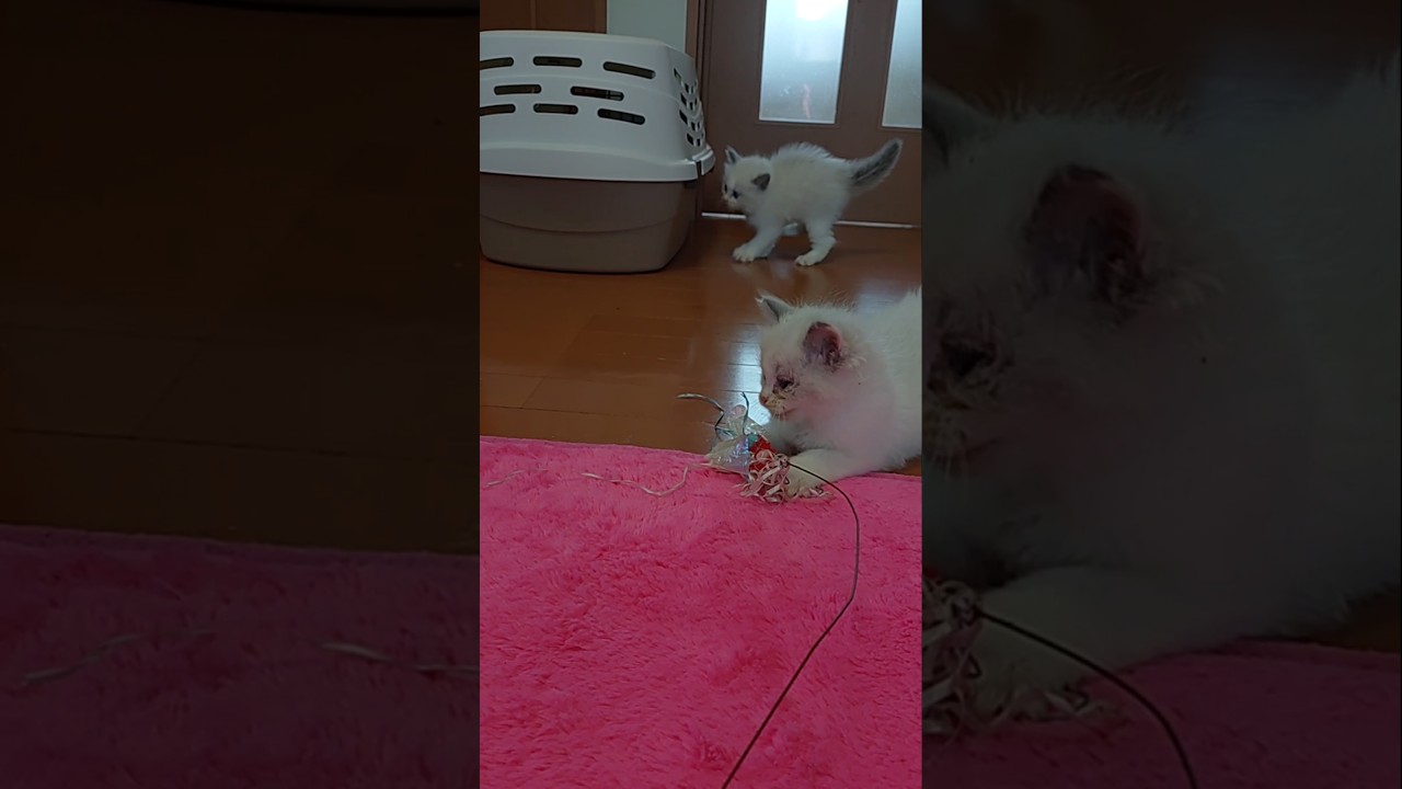 ＃ラグドール＃子猫＃おっぱいの時間