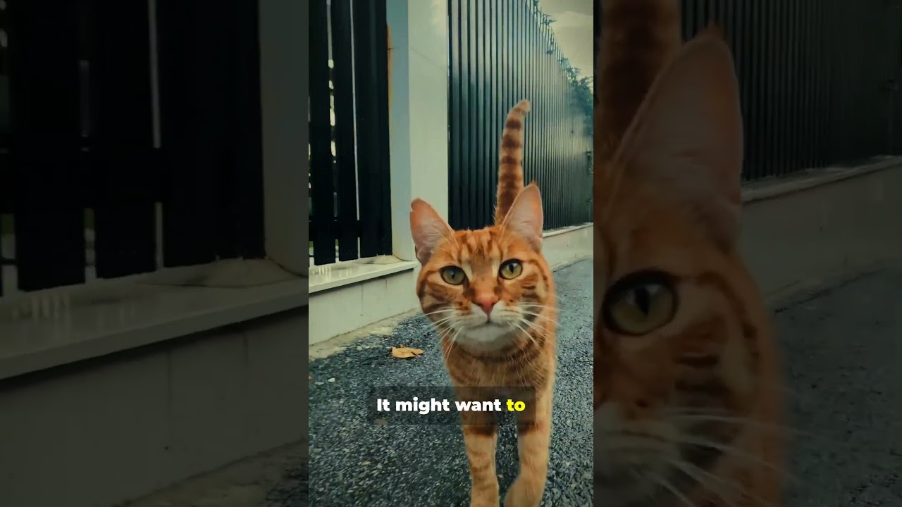 When Your Cat's Tail is a Question Mark They want to play  #cat