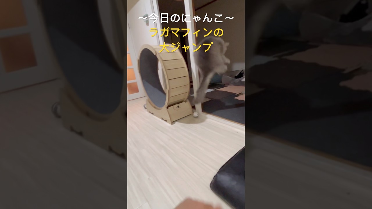 ラガマフィンの身軽な動き‼️#猫 #猫のいる暮らし #猫動画 #ねこ #cat #ラガマフィン