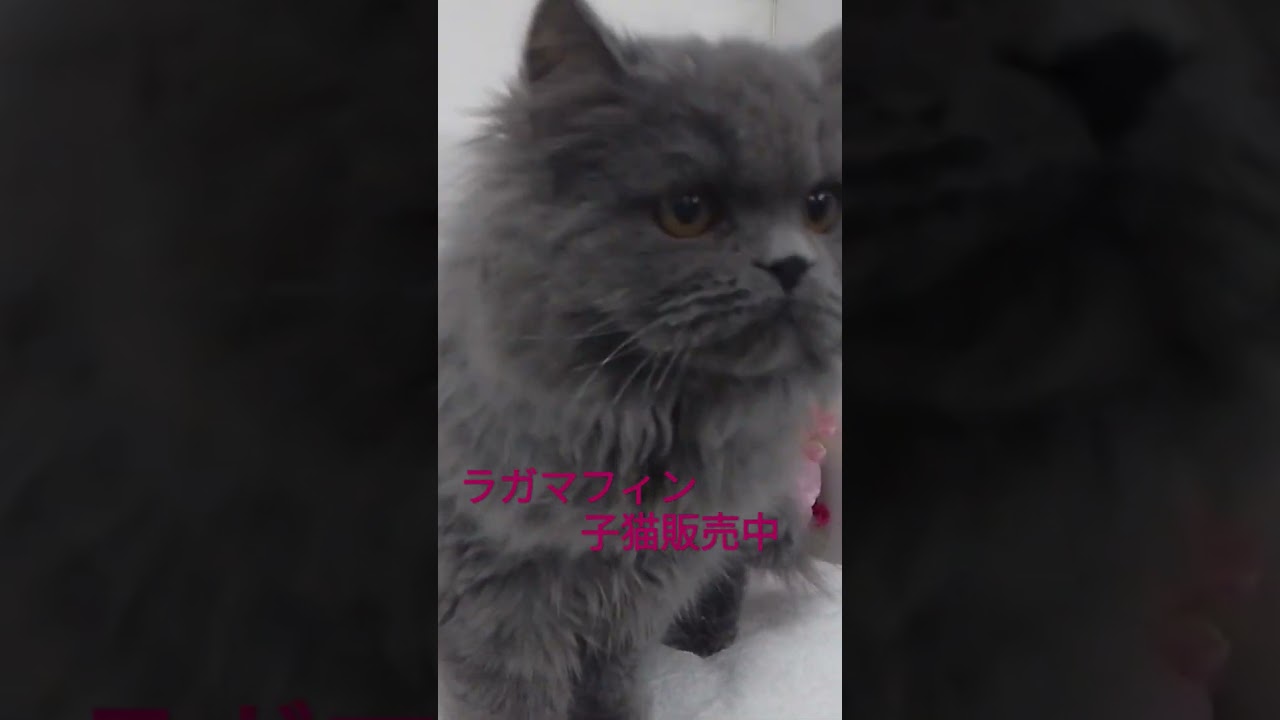 ラガマフィン/ペットショップ仙台/白石市/蔵王町/子猫 #仙台 #ラガマフィン  #ペット #可愛い #puppy #cat cat #cute #宮城県