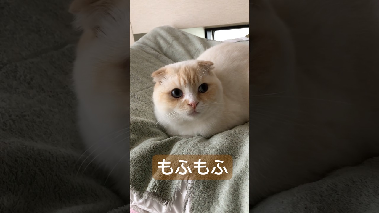 もふもふの空太、スコティッシュフォールドモフモフフラペチーノ #スコティッシュフォールド