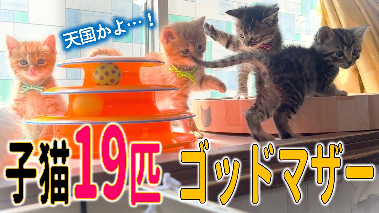 保護猫界のゴッドマザー！お家に行ったら子猫天国だった…