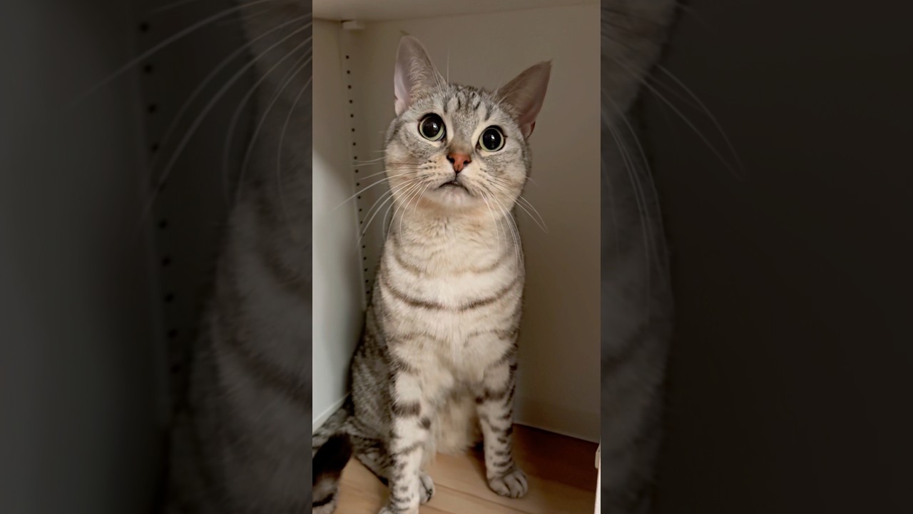愛猫のお風呂に行きたい圧に負けてしまうパパwww #shorts #猫 #cat