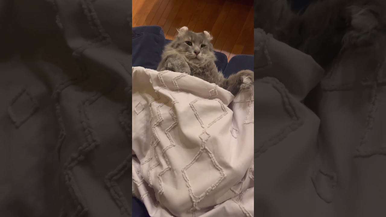 GW中 #ねこ動画 #cat #猫のいる暮らし #アメリカンカール