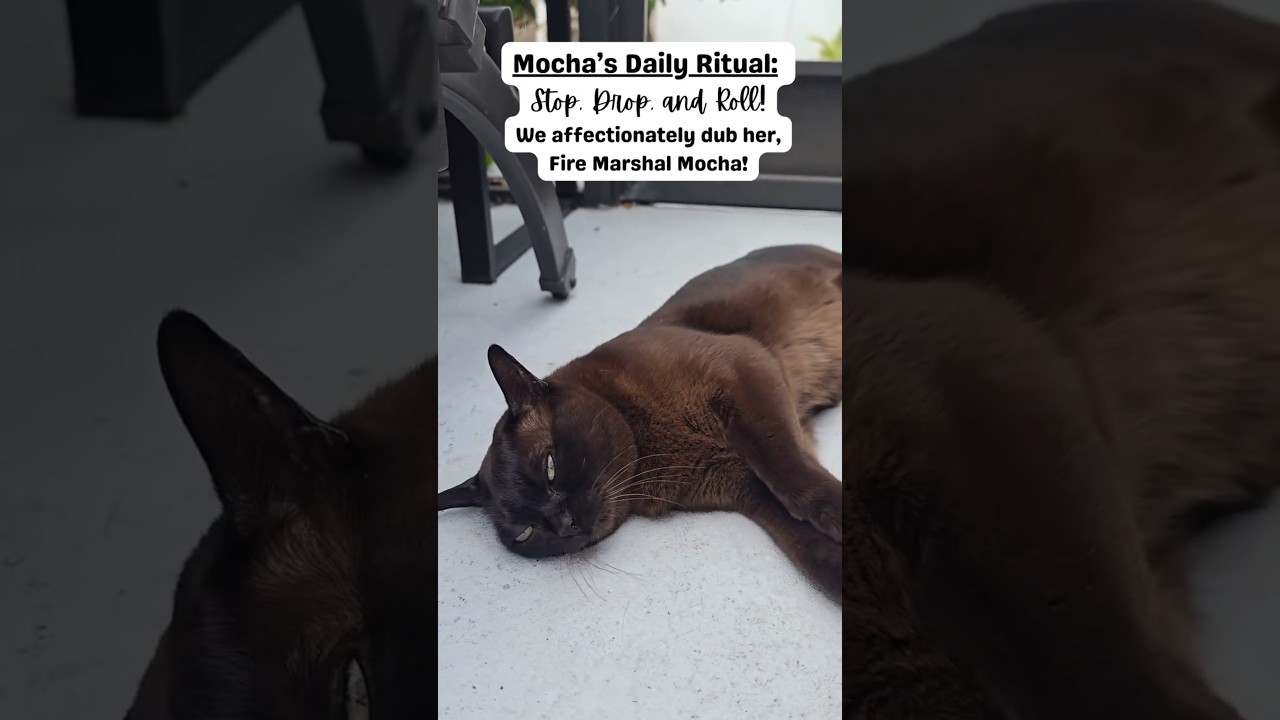 Funny Burmese Cat thinks she's a Fire Marshal! #cat #burmesecat #catworld #funnyanimals #funnycats