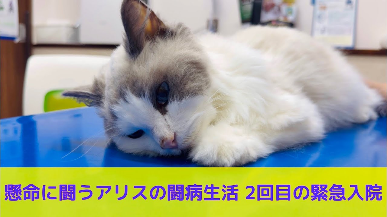 懸命に闘う【ラグドール】アリスの闘病生活 2回目の緊急入院