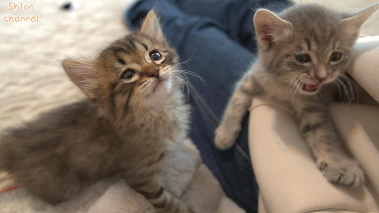 【生後41日】ミルクちょうだい！断乳に反対する子猫たち