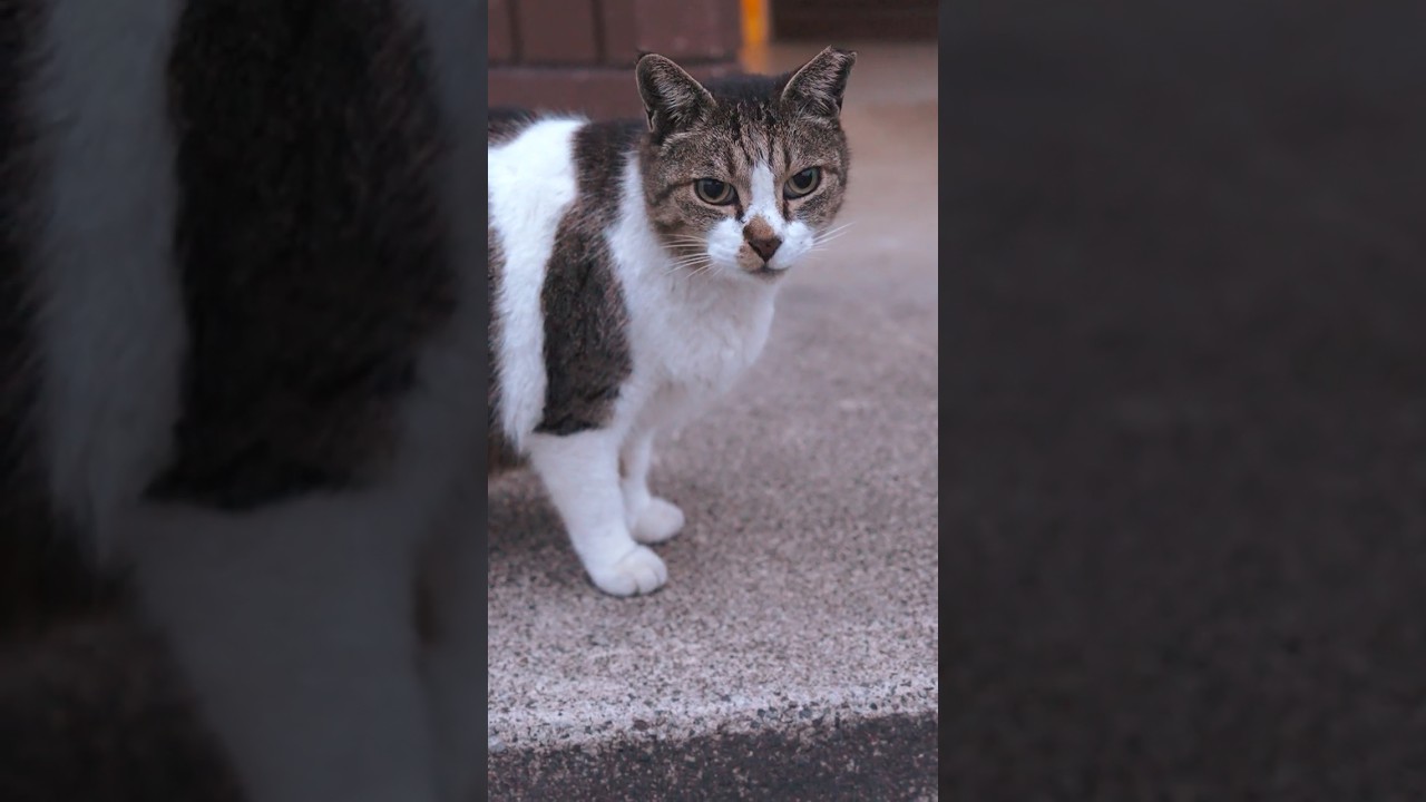 仲間はもういない、ひとりぼっちの縄張りで暮らす猫