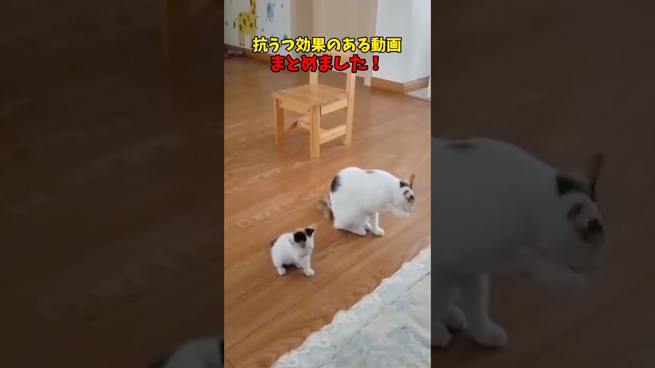 ※科学的根拠はありません #猫 #cat #cats #ねこ