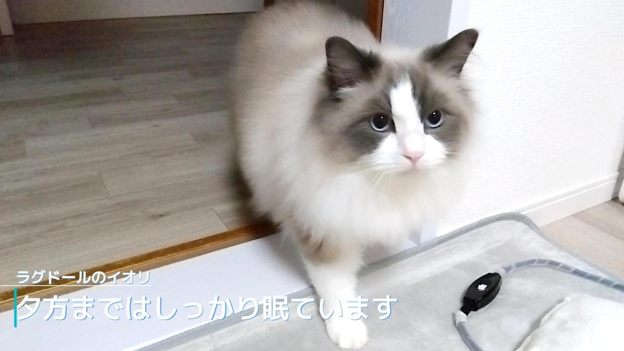 【ラグドール】夕方まではしっかり眠ります