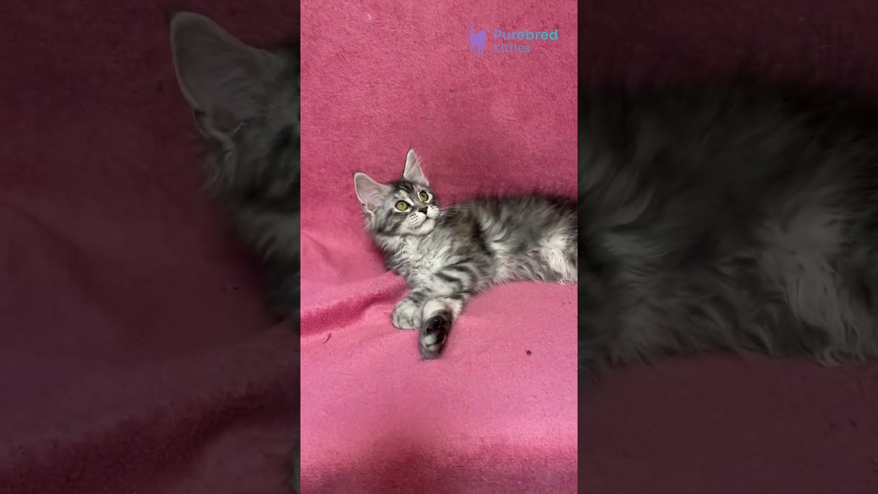 Meet Sybil the Fluffy Black Silver Marble Maine Coon Kitten! 🐾 Gentle, Smart & So Cuddly! #mainecoon