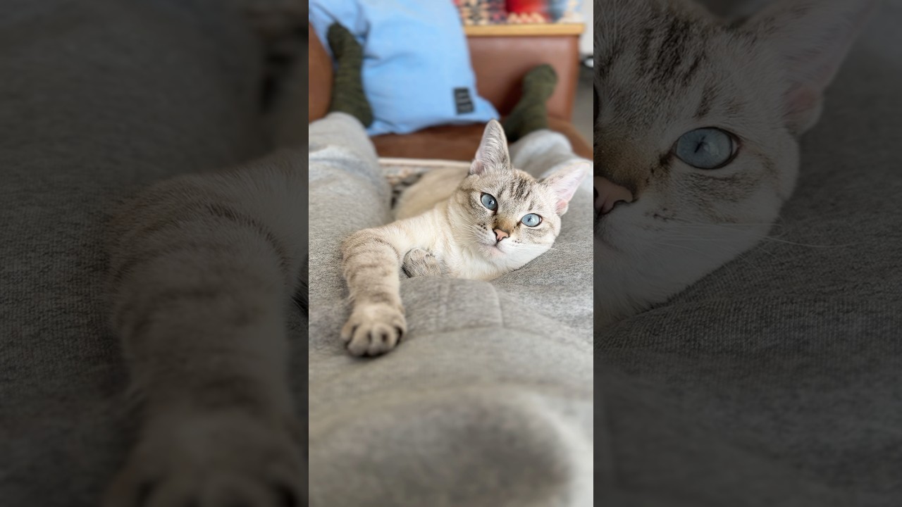 見つめ合ってます　#シャムトラ #元保護猫 #シャムミックス  #cat #猫耳 #kitten  #猫耳 #siamesemix