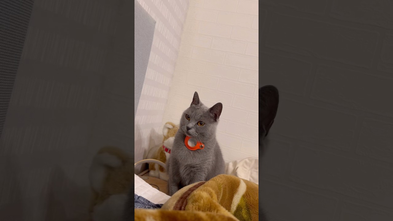 ショーンコネリーになりきるつむやま〜【飼い主の一味（男）はこのCMが流れてる頃中学生でした】 #猫 #ネコ #シャルトリュー #サントリー #クレスト12年#chartreux #ショーンコネリー