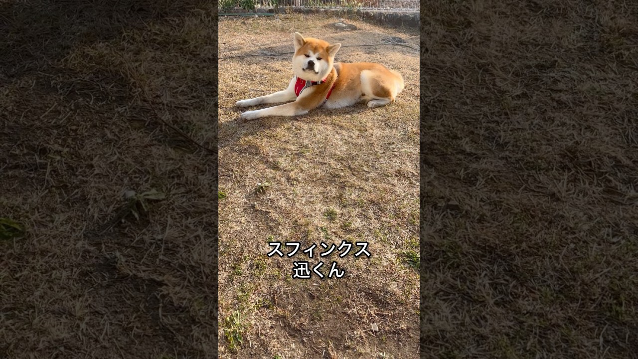 秋田犬-迅JIN-スフィンクスじん君#秋田犬#akitainu#忠犬#JIN#1歳#イケメン