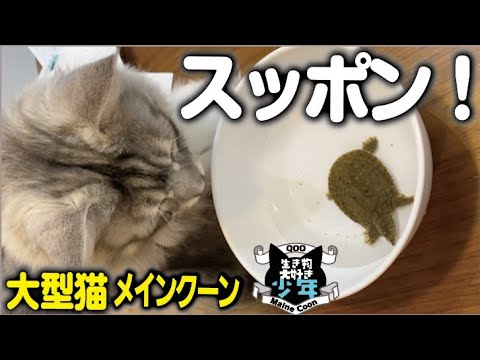 【メインクーン】スッポンをみた時の大型猫の反応