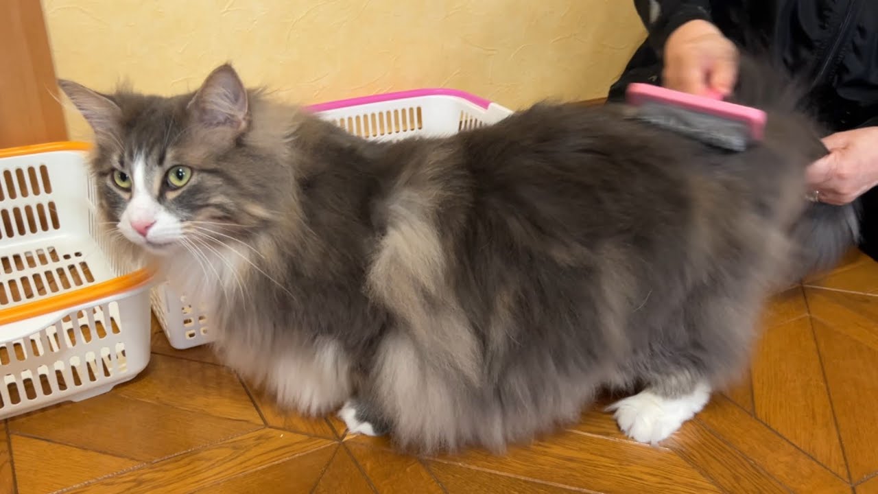 【癒し✨】ばあばに大好きなブラッシングをしてもらって、マンチカンみたいになっちゃったノルウェージャンフォレストキャット♡