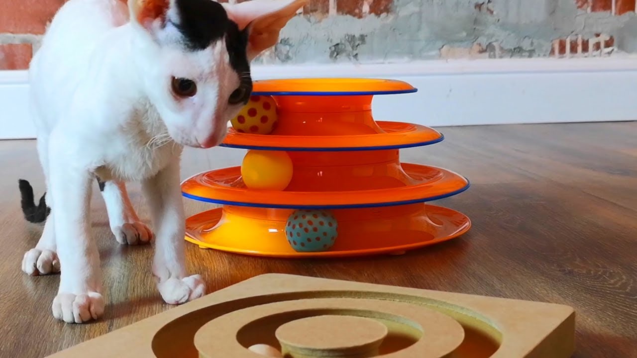 What toy will the Cornish Rex kitten choose?