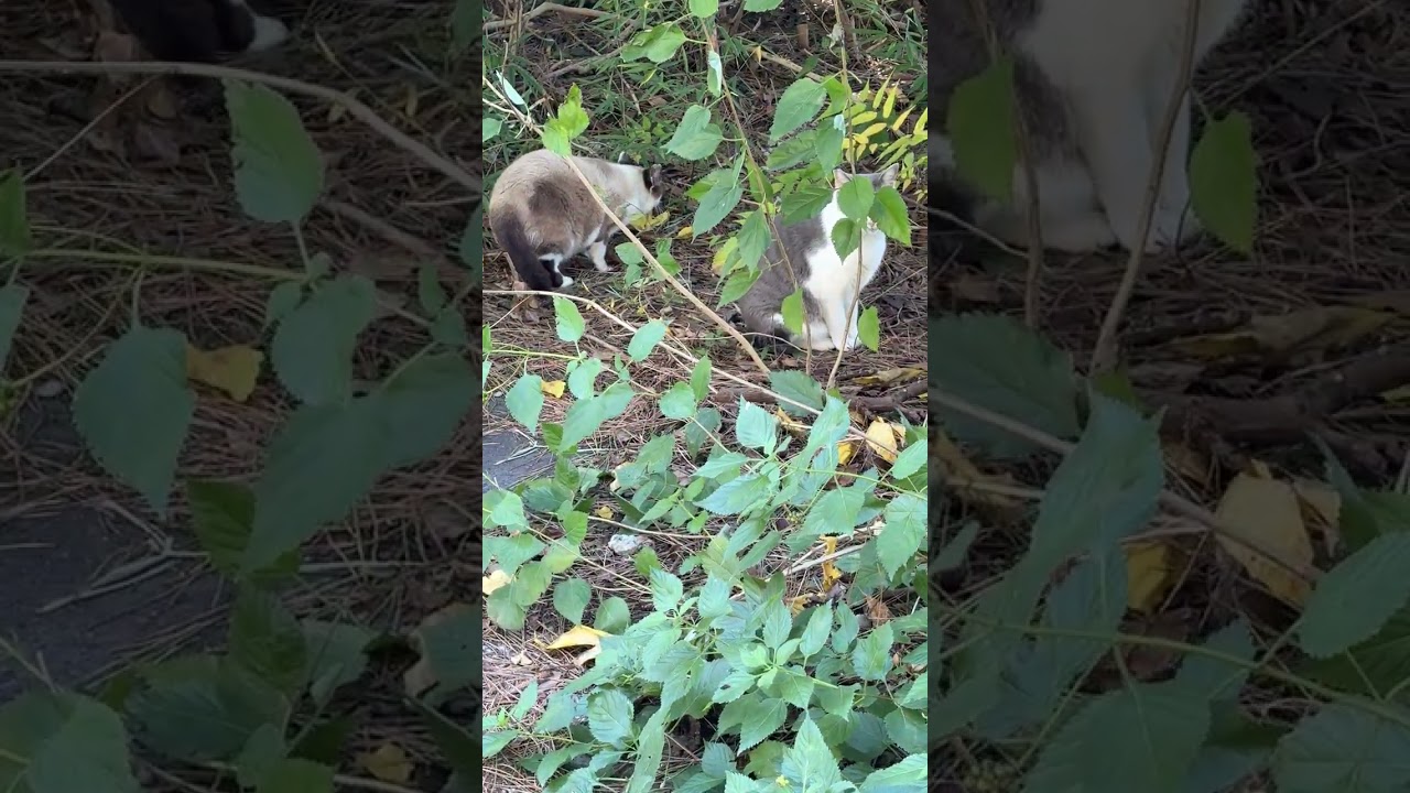 柵のある場所のネコたち。ホワイトグレーとシャム猫みたいな子が、草むらで