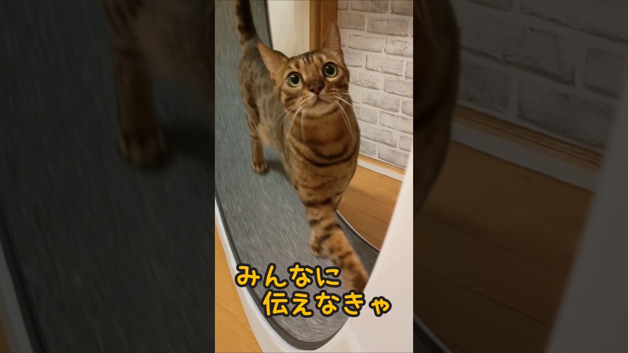 エッホエッホべるい#cat #ベンガル猫#shorts