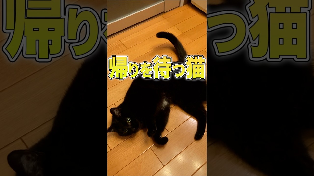 黒猫が注意を引こうとアピールし続ける猫を見てください