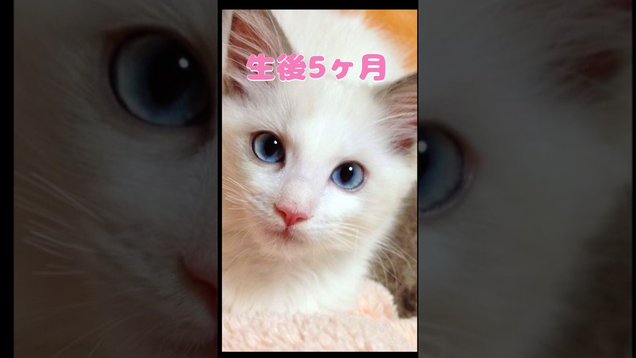 ラグドールの12年後... #ラグドール #猫 #cat #猫のいる暮らし #子猫 #シニア猫