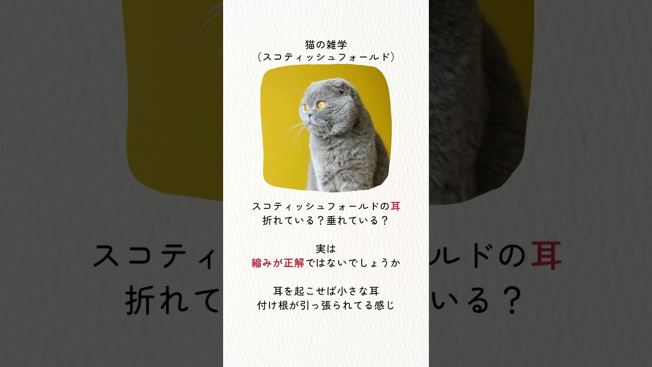 #shorts スコティッシュフォールド【猫の雑学】 #スコティッシュフォールド #猫のいる暮らし