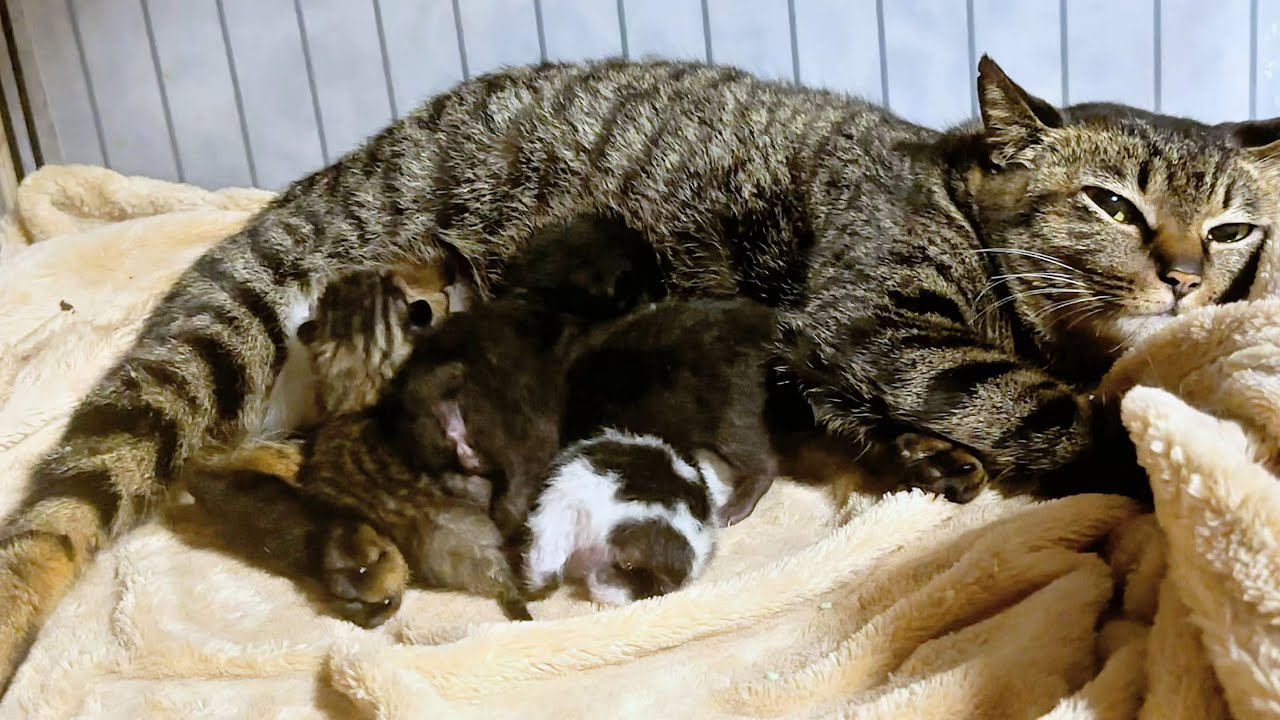 保護から2週間元野良妊婦猫が子猫を出産