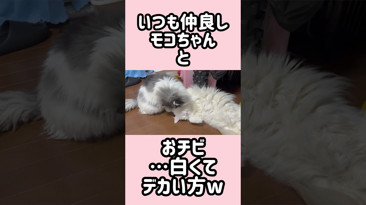 いつも仲良し #ラガマフィン #マンチカン #猫のいる暮らし #cat #ねこ #多頭飼い #もふもふ