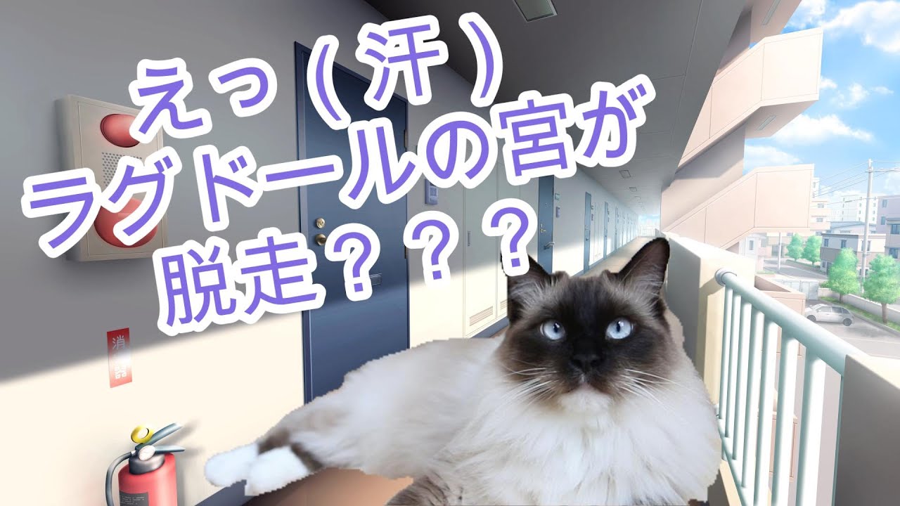 ラグドールの宮ちゃんが脱走？？？