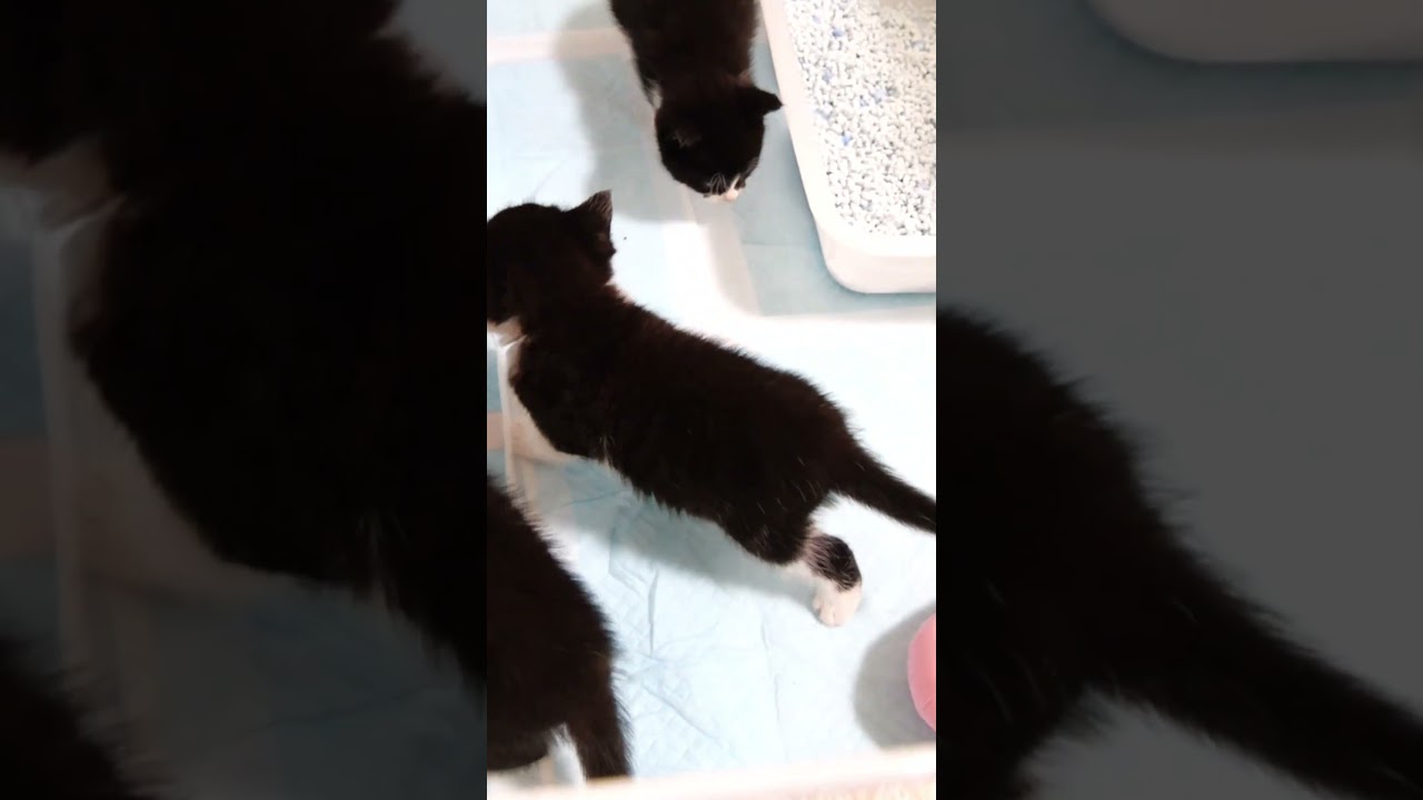 ミルクまだかな？子猫が首を長くして待つ？ #gatto #kitten #子ネコ #meow #cat #asmr