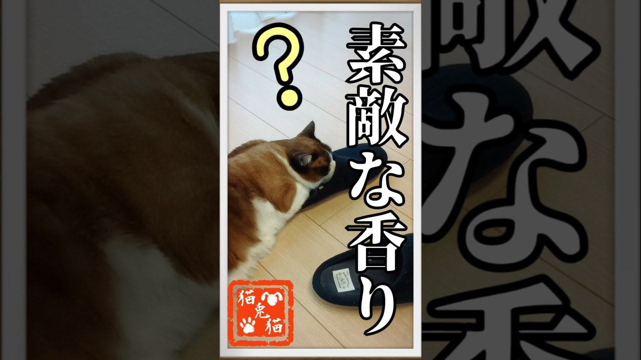 おやじの香りスーハー　 #ショート #tnr #保護猫 #猫のいる暮らし #youtube #cat #スノーシュー猫 #ねこ