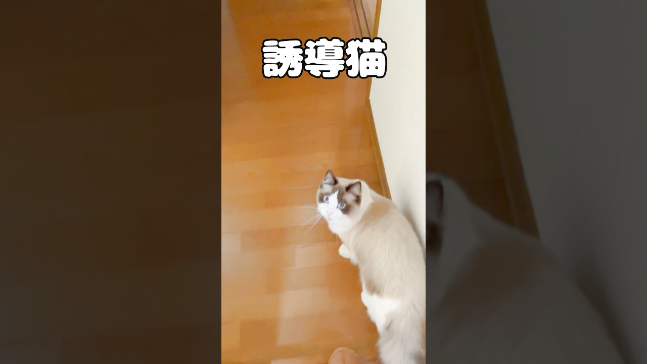 誘導してくれます♡ #猫  #cat  #ラグドール