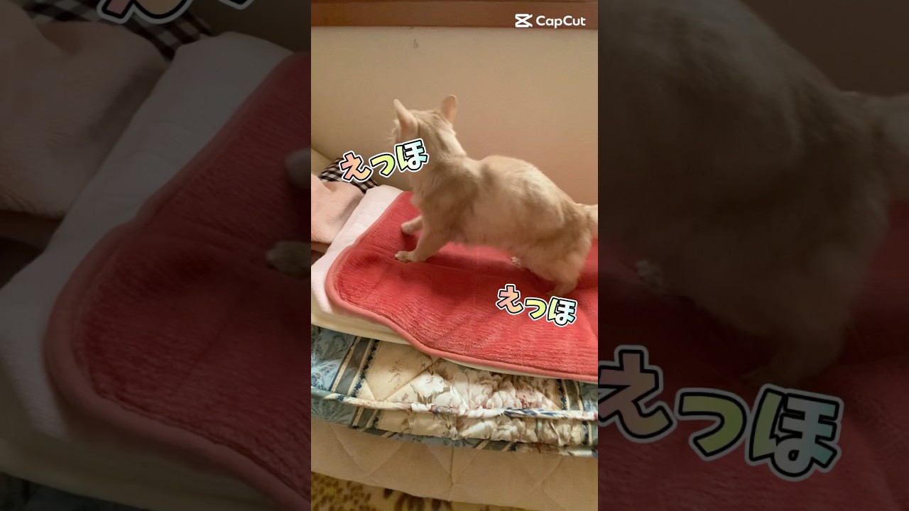 えっほえっほフミフミフミフミ#shorts #猫#ソマリ