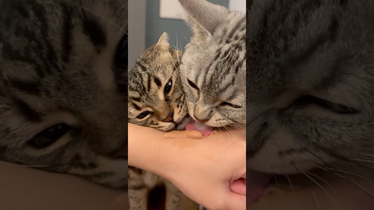 ちゅーるに喰らいつく猫たちが可愛すぎる!! #shorts #猫 #cat