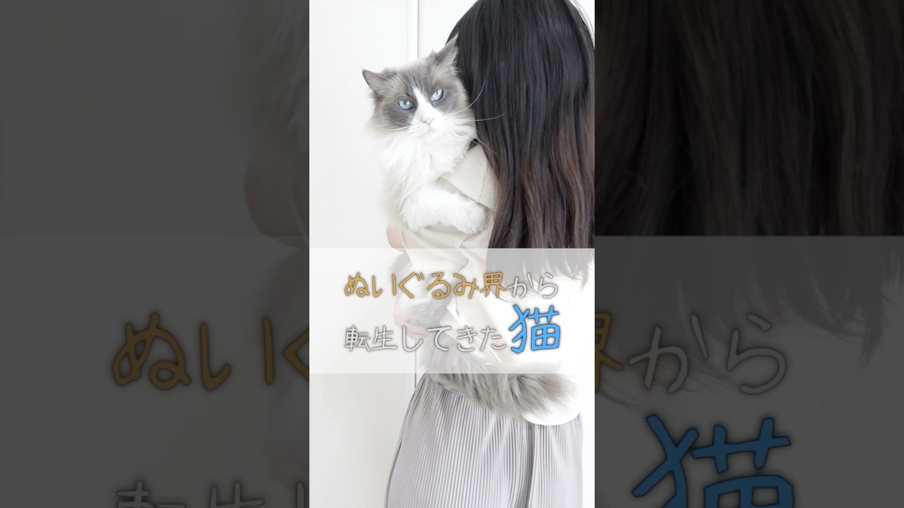 ラグドールが"ぬいぐるみ"と呼ばれる理由5選