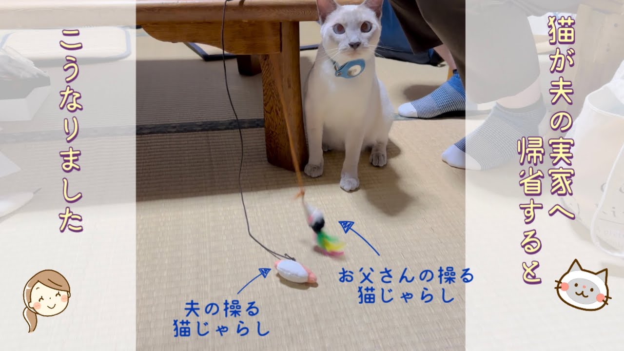 【猫・トンキニーズ】猫が夫の実家へ帰省するとこうなりました