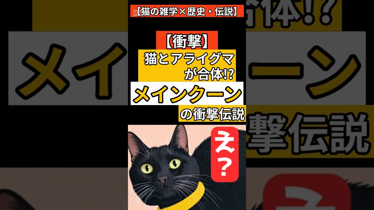 【皆が知らない猫の言い伝え】メインクーンはアライグマの子？驚きの伝説と本当の起源【猫の雑学】#shorts