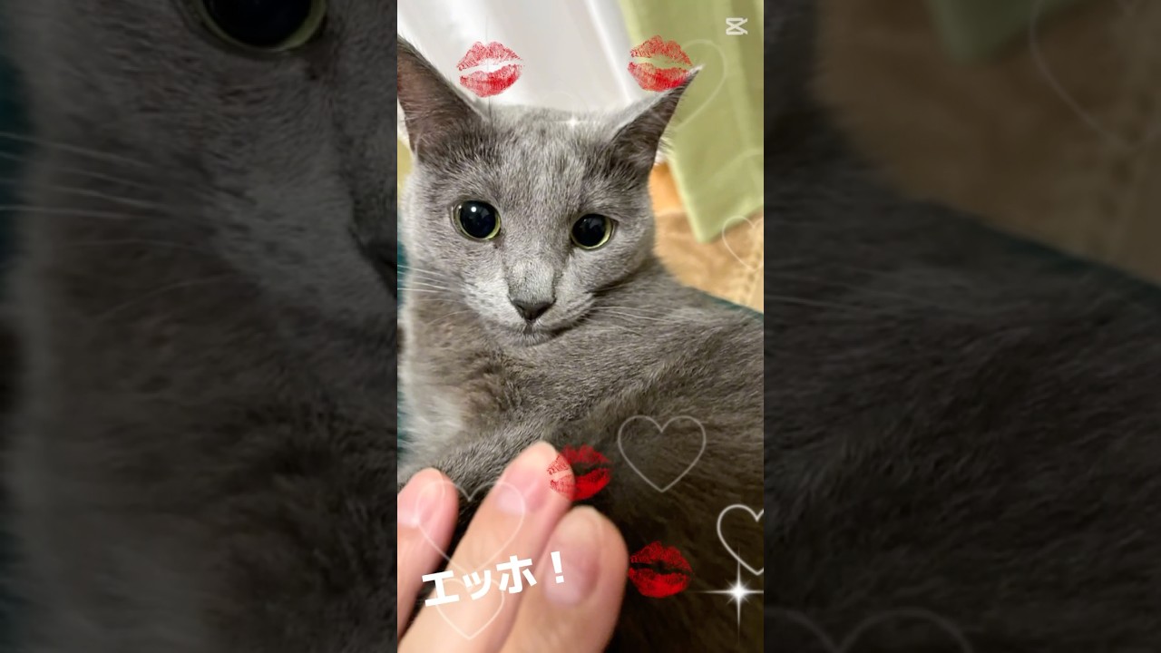 【猫ロシアンブルー】そらちゃん｢とびっきりのスキ｣を伝えなきゃ❤️#shorts #russianblue #ロシアンブルー #かわいい猫 #可愛い猫