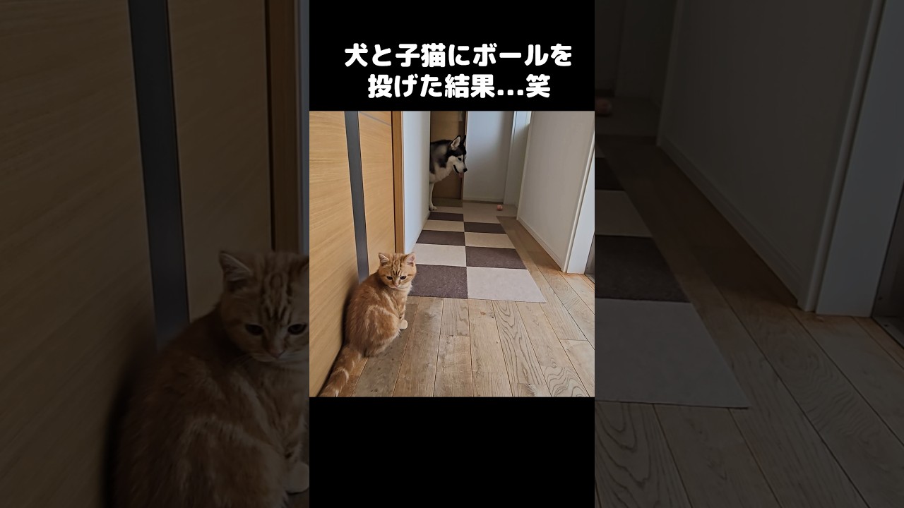 犬と子猫にボールを投げた結果...笑 Dog vs kitten: who gets the ball? 😹🐕