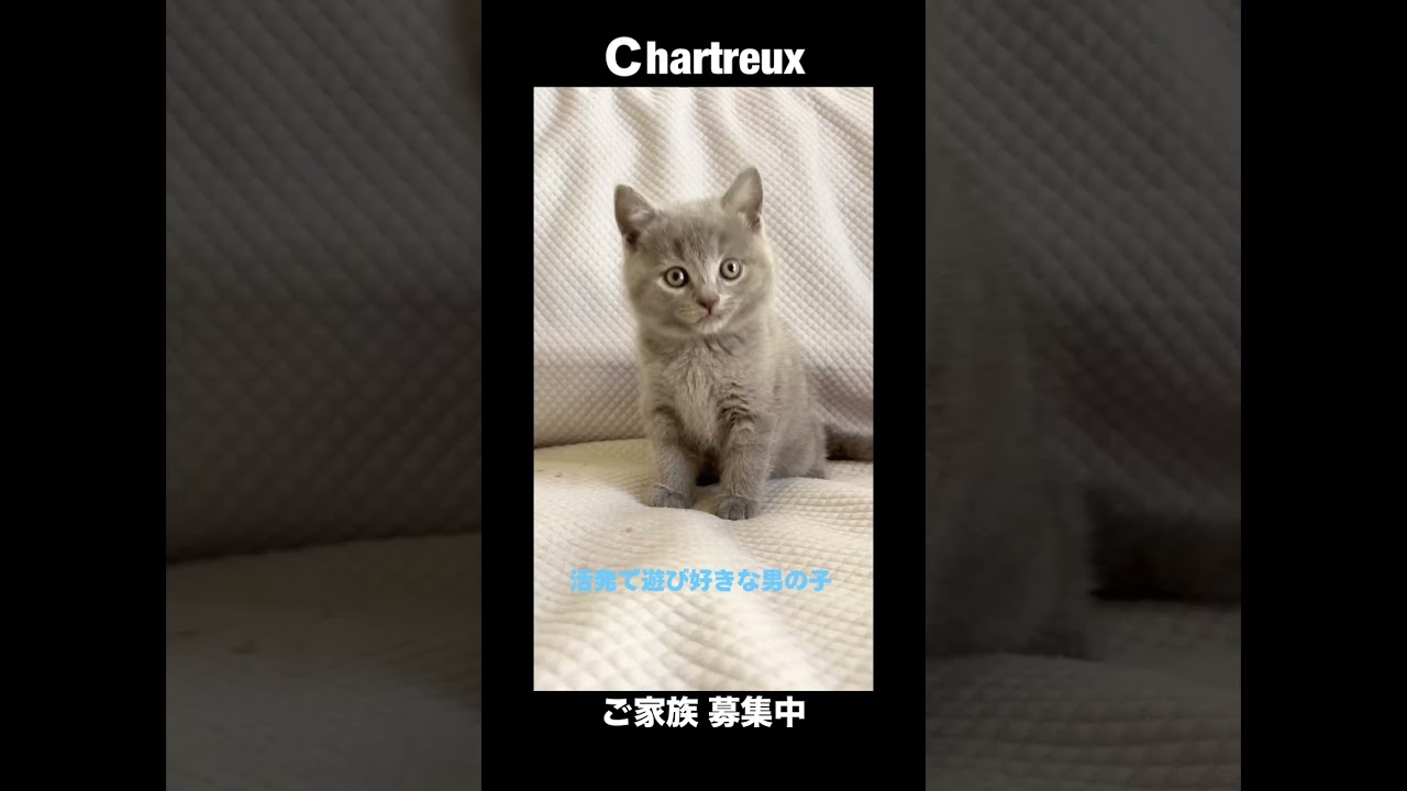 #shorts 【シャルトリュー子猫】2025.3.18日生まれの男の子 #子猫 #シャルトリュー